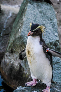 Close-up of bird perching on rock