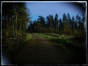 Road amidst trees in forest against sky