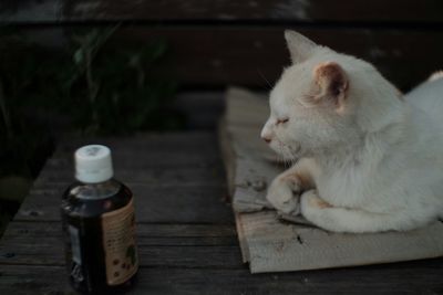 Cat looking away