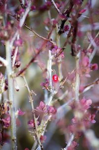 Close-up of bumblebee on pink flower tree