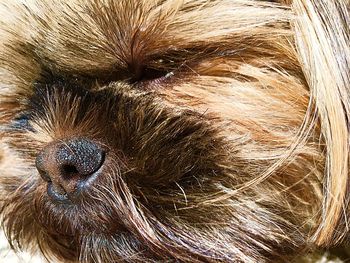 Close-up portrait of snake