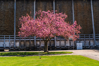 Pink cherry blossoms in park