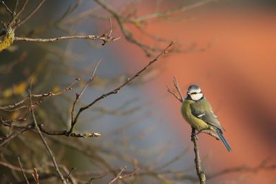 Close-up of bird perching on tree