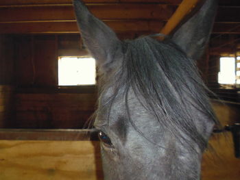 Close-up of horse in stable