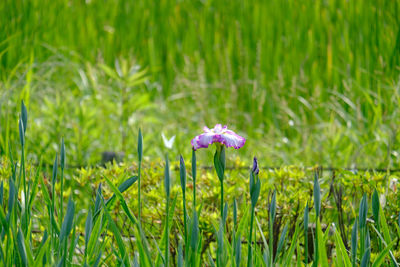 Close-up of purple flowering plants on field