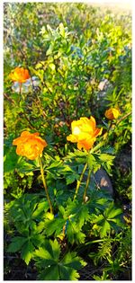 Close-up of yellow flowering plants