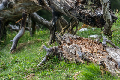 View of lizard on tree trunk in field