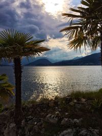 Palm trees on beach against sky