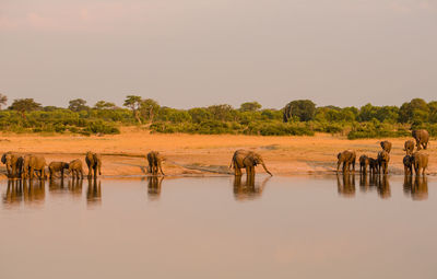 Elephants on landscape by lake against clear sky