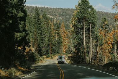 Road amidst trees in forest against sky