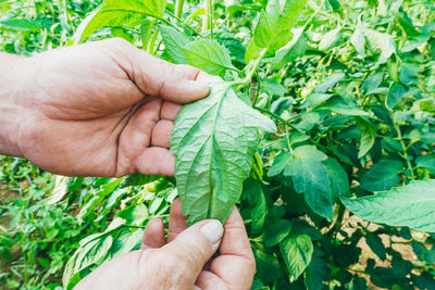 The process of growing tomatoes in an orchard