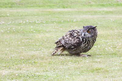 Bird on grassy field