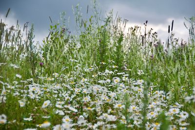 Close-up of plants growing on field against sky