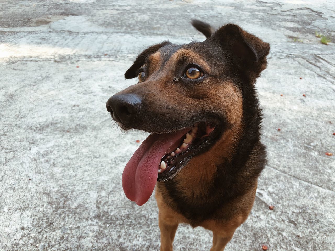 dog, canine, one animal, animal themes, animal, domestic animals, mammal, domestic, pets, vertebrate, looking, day, looking away, mouth open, facial expression, mouth, high angle view, no people, portrait, sticking out tongue, outdoors, animal head, animal tongue, panting, snout, animal mouth