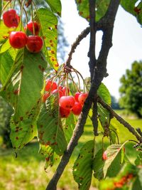 Close-up of red berries growing on tree