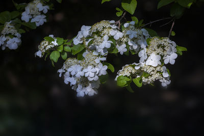 Close-up of white hydrangea flowers