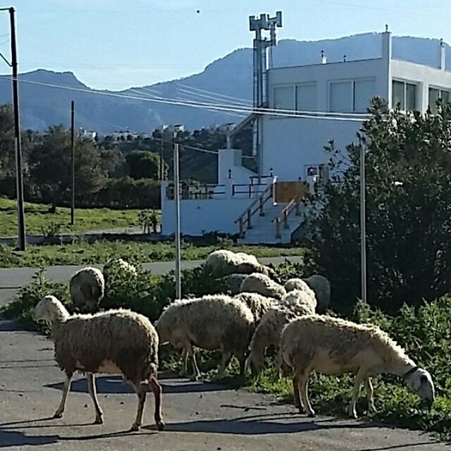 animal themes, animals in the wild, wildlife, bird, grass, livestock, domestic animals, fence, sheep, two animals, built structure, nature, medium group of animals, three animals, field, building exterior, outdoors, day, mammal