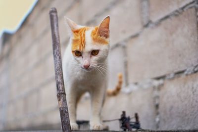 Close-up portrait of cat