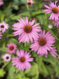 Close-up of pink flowers