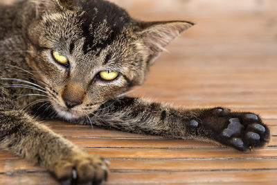 Close-up portrait of a cat lying on floor