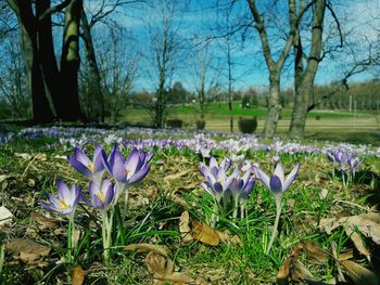 Close-up of purple crocus flowers