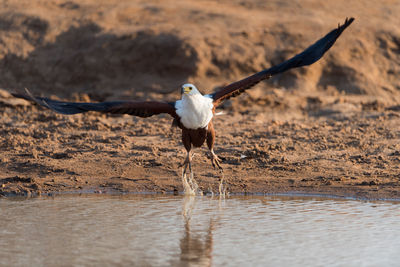 View of bird on beach