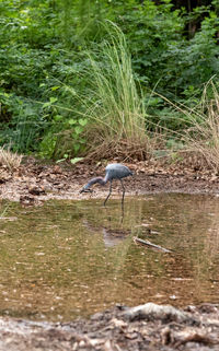 View of bird in lake