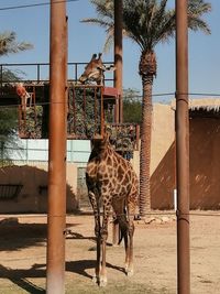 Horse in zoo