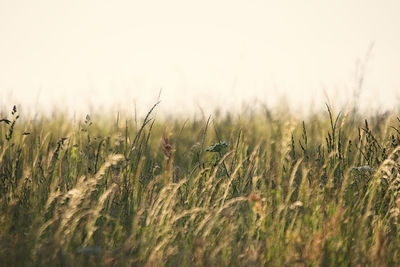 Grass growing on field against sky