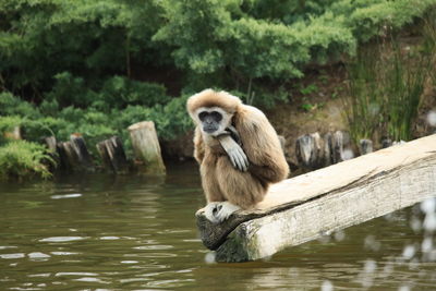 Monkey sitting on a lake