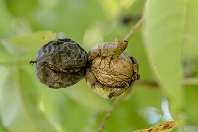 Two ripe walnuts on the tree just before falling down in front of green blurred background