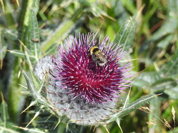 Close-up of an insect on thistle