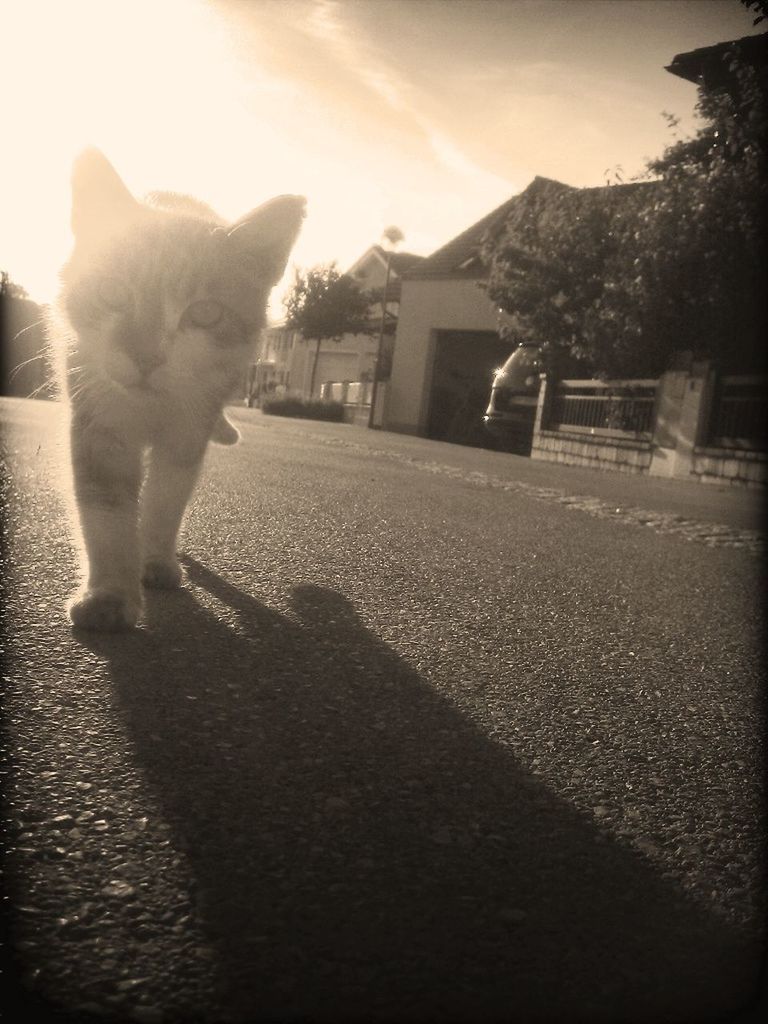 domestic animals, mammal, animal themes, pets, one animal, domestic cat, dog, sunlight, sky, cat, street, building exterior, side view, built structure, full length, architecture, standing, silhouette, lens flare, outdoors