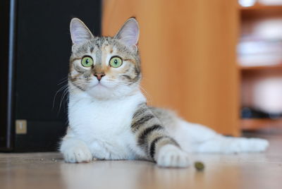 Close-up portrait of a cat