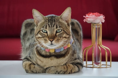 Mixed breed cat sitting next to jar of rose with dark red sofa as background