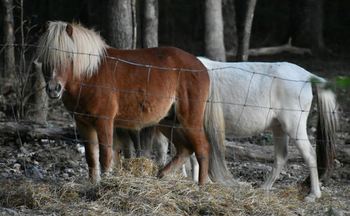 Horses in a field