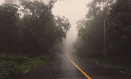 Road in to the forest with rain and fog