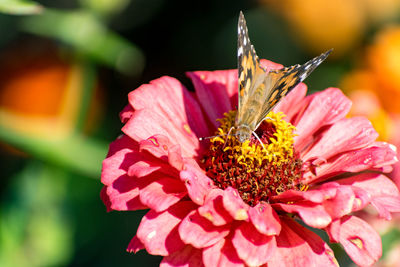 Close-up of honey bee on flower