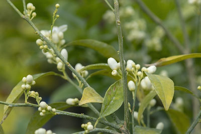 Close-up of fresh green leaves on plant