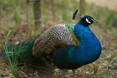 Close-up of peacock looking away