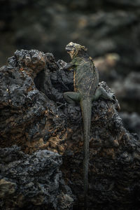 Marine iguana on rock