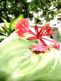 Close-up of red flowering plant