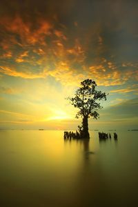 Silhouette tree by sea against sky during sunset