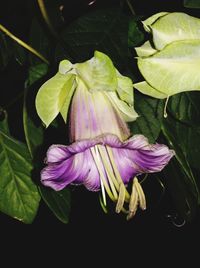 Close-up of purple flowering plant