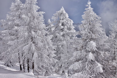 Trees covered by snow on  a frosty day