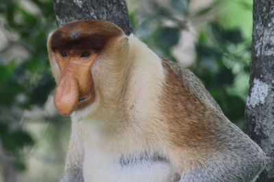 Proboscis monkey on tree