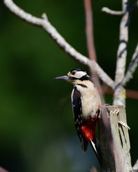 Close-up of bird perching on tree