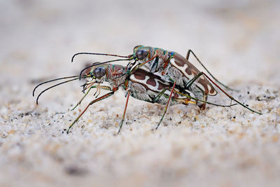 Close-up of flies mating on field