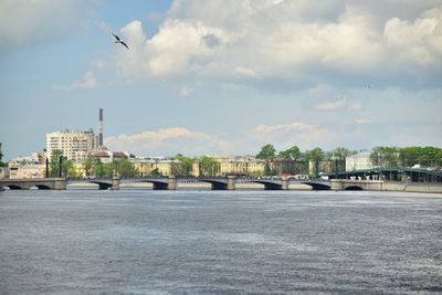 Birds flying over buildings in city