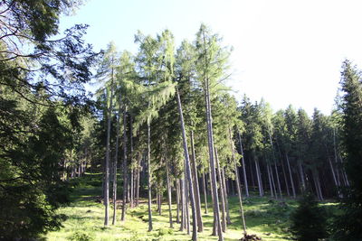 Low angle view of bamboo trees in forest against clear sky
